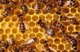 Resultado de imagen de abejas